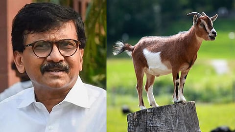 'महाराष्ट्र में एक बकरा कसाई के पास खड़ा है' महाराष्ट्र की सियासत में भूचाल ला देगा संजय राउत का मिस्ट्री पोस्ट, लिखा- 'ए सं शी गट