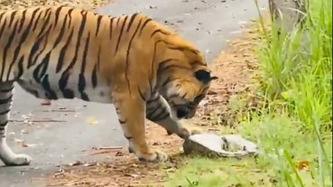 अजगर को देखने के बाद बाघ घास खाने लगा, वीडियो हुआ वायरल