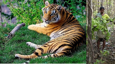 जानलेवा बना तेंदू पत्ता संकलन