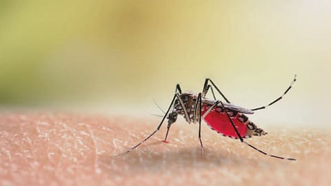 National Dengue Day 2025: एडिस एजिप्ती संक्रमित मच्छर से फैसला है डेंगू, जानें क्या है बचाव के उपाय