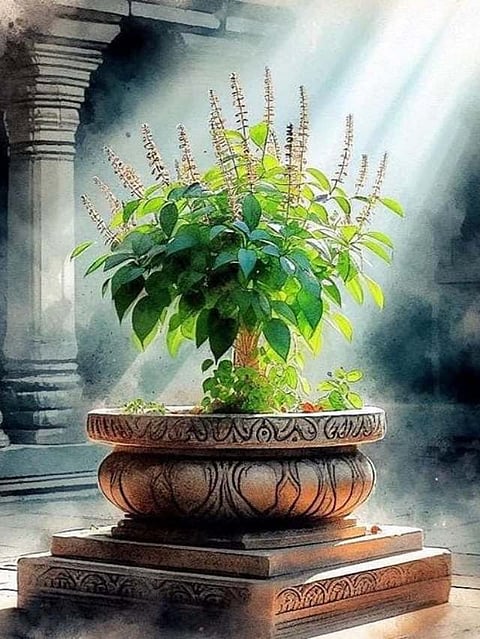 Tulsi
