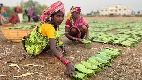 बेमौसम बारिश से तेंदूपत्ता संकलन प्रभावित