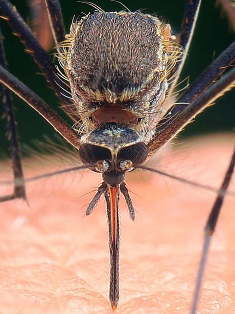 mosquitoes