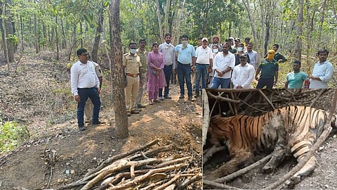 सड़ी अवस्था में मिला बाघ का शव