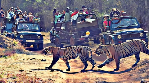 ताडोबा-अंधारी टाइगर रिजर्व में इस वर्ष पर्यटक घटे, राजस्व में डेढ़ गुना वृद्धि