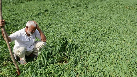 विदर्भ में बारिश से 28,000 हेक्टेयर की फसलें बर्बाद