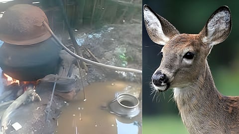 Gadchiroli News: गड़चिरोली में जानवरों का शिकार करने की जानकारी सामने आई है, जिसके बाद वन विभाग पर सवाल खड़े हो गए है। खबर है कि वन विभाग के कार्यालय में हिरण की दावत हुई।