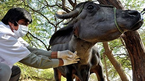 Gadchiroli Three hospitals under one Veterinary Doctors