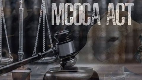 MCOCA imposed on three accused arrested from Thane in cow slaughter case