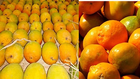 फलों का राजा रत्नागिरी के हापुस आम ने जीता स्वर्ण