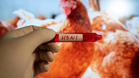 bird flu in puri