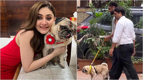 शेफाली की मौत के बाद पराग डॉग को क्यों घुमाने ले गए थे बाहर? सामने आई असली वजह