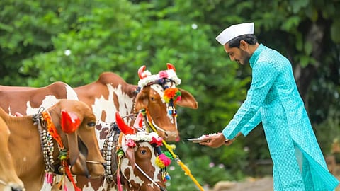 महाराष्ट्र में मनाया जाता है बैल पोला