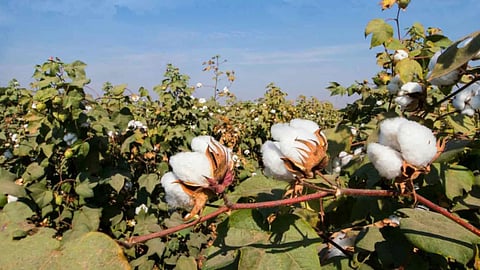 Cotton-import-duty-cut-indian-farmers-impact