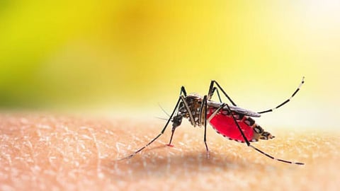 सिरोंचा तहसील में डेंगू का संक्रमण