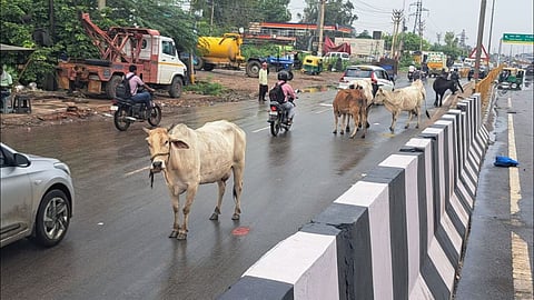 हाईवे पर लावारिस मवेशियों का कब्जा