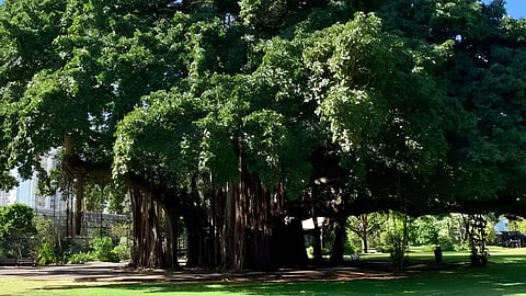 High Court order Nagpur Municipal Corporation regarding Heritage Tree