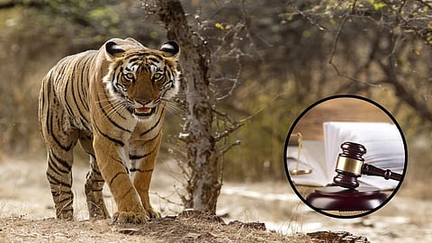 Tiger Corridor Case: हाल ही में राज्य वन्य जीव बोर्ड ने टाइगर कॉरिडोर को लेकर एक अहम फैसला लिया था। इस फैसले के खिलाफ हाई कोर्ट में याचिका दायर की गई थी। इस पर कोर्ट ने अपना फैसला सुनाया है।
