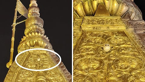 काशी विश्वनाथ मंदिर में दिखा सफेद उल्लू