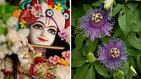 जन्माष्टमी से पहले घर में लगाएं ये पौधा