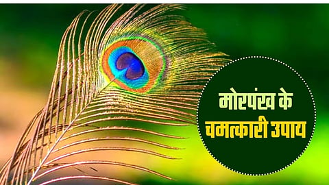 कृष्ण जन्माष्टमी के दिन घर ले आएं मोर पंख, जानिए भाग्य से क्या है इसका संबंध
