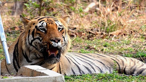 Tadoba Tiger Chhota Matka