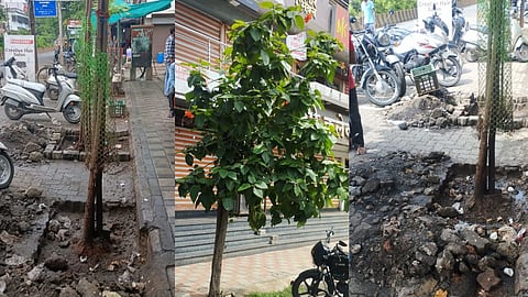 पेड़ों को मिली सांस लेकिन जनता हो गई बेहाल