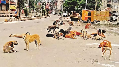 Stray Dogs Attack increasing in Nagpur: नागपुर में आवारा कुत्तों का आतंक बढ़ता जा रहा है, लेकिन मनपा के पास इससे निपटने के लिए कोई उपाय योजना नहीं है। इन कुत्तों की संख्या अब लाख के पार हो चली है।