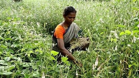 आमतौर पर देखा जाता है कि प्रत्येक व्यक्ति को अपना जीवन जीने अथवा रोजगार समेत अपना व्यवसाय बढ़ाने के लिये बाहरी दुनिया से रूबरू होना पड़ता है। लेकिन गड़चिरोली जिले में एक समुदाय आज भी जंगल के भरोसे है।