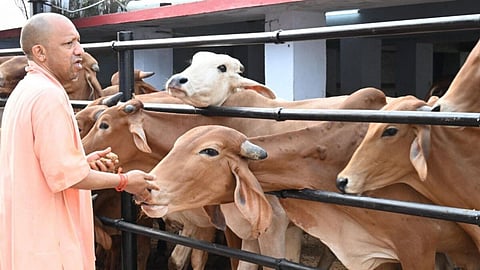 सीएम योगी गऊ सेवा के जरिए प्रदेश को बना रहे आत्मनिर्भर, 8 सालों से विकास जारी