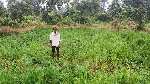 Elephants create havoc in Deloda fields of Gadchiroli paddy crops damaged