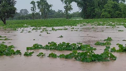 भारी बारिश और बाढ़ से 60 करोड़ रुपए की फसलों को नुकसान