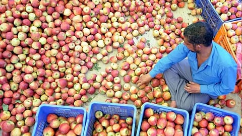 हिमाचल प्रदेश के कुछ सेब व्यापारियों के साथ महाराष्ट्र के छत्रपति संभाजी नगर में धोखाधड़ी का मामला सामने आया है। बताया गया कि इन व्यापारियों से सेब की 465 पेटियां मंगायी थी और उन्हें लगभग 13 लाख से ज्यादा का चुना लगाया।