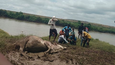 Leopard terror increased in Maregaon of Yavatmal