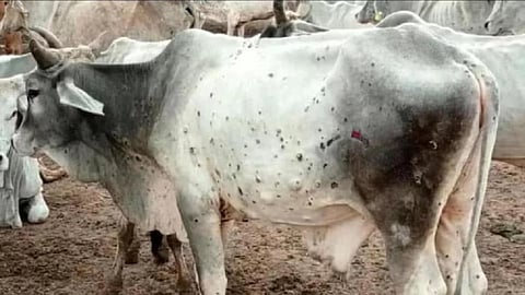 ‘लंपी’से मृत्यु दर 6।07 प्रतिशत
