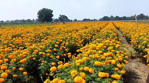 Marigold plant company defrauds farmers in Pune