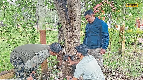 Nashik Forest Department News