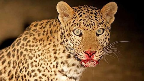 Nashik leopard attack