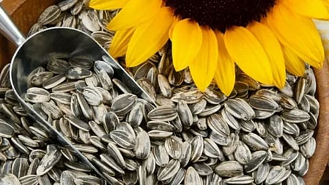 सेहत का पावर हाउस है Sunflower Seeds, रोजाना खाने से मिलेंगे 5 हैरतंगेज फायदे