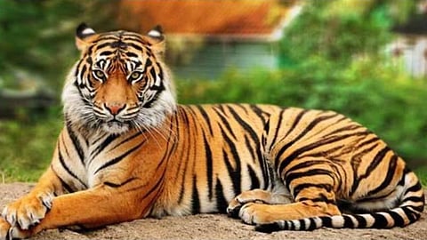 Tiger travelled 450 kms to settle in Yedashi Ramling Ghat Sanctuary