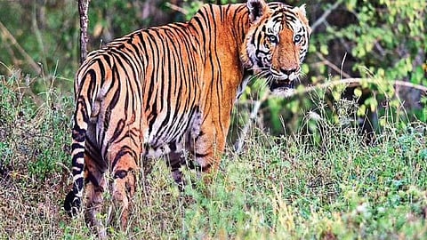 Tiger