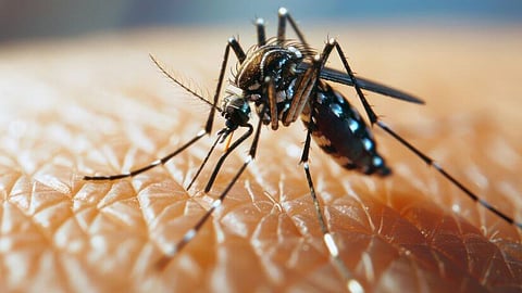 Dengue survey campaign launched In Yavatmal