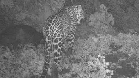 kharhi-dam-leopard-terror-karanja-ghadge