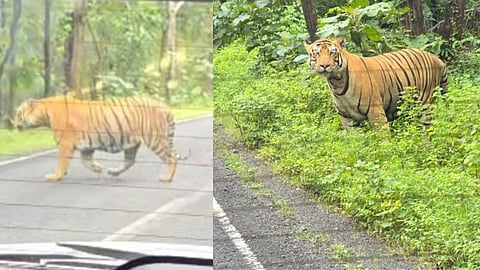 two-tigers-confront-a-family-riding-a-bike-in-chandrapur