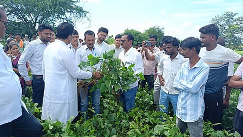 wardha-soybean-cotton-crop-damage-pesticide-ludo