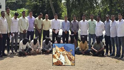 Cow Smuggling in Akola: अकोला जिले में गोवंश तस्करी के मामले सामने आने के बाद एलसीबी ने बड़ी कार्रवाई करते हुए गोवंश तस्करों की गैंग को रंगेहाथ पकड़ा। अकोला पुलिस ने 11 मामले एक साथ सुलझाए।