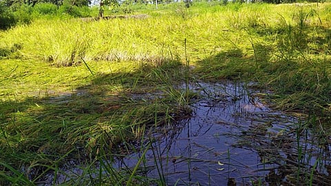 Farmers affected by excessive rainfall will get compensation on Diwali.
