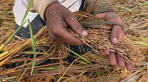वापसी की बारिश से धान फसल किसानों को भारी नुकसान