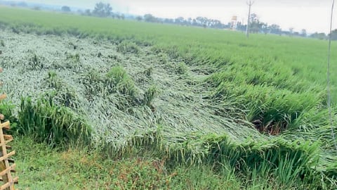 Maharashtra-Vidarbha-torrential-rain-alert-farmer-warning-from-15th October