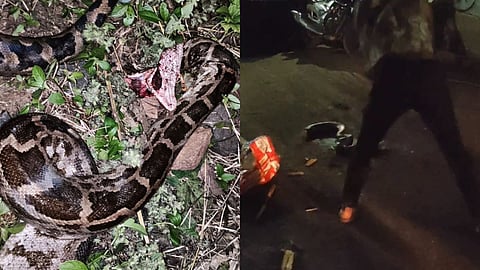 Man Killed Python Video Viral: नागपुर जिले के मानेगांव में एक शराबी ने लाठी से पीट-पीटकर अजगर को मार डाला। इस वीडियो के वायरल होते ही लोगों में गुस्से की लहर दौड़ गई।